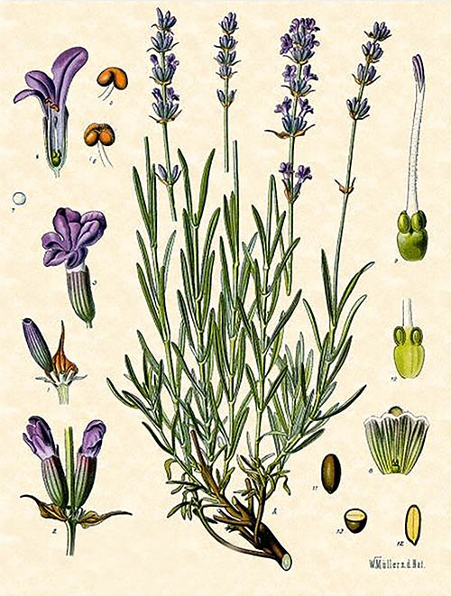 Lavender Herbal Illustration