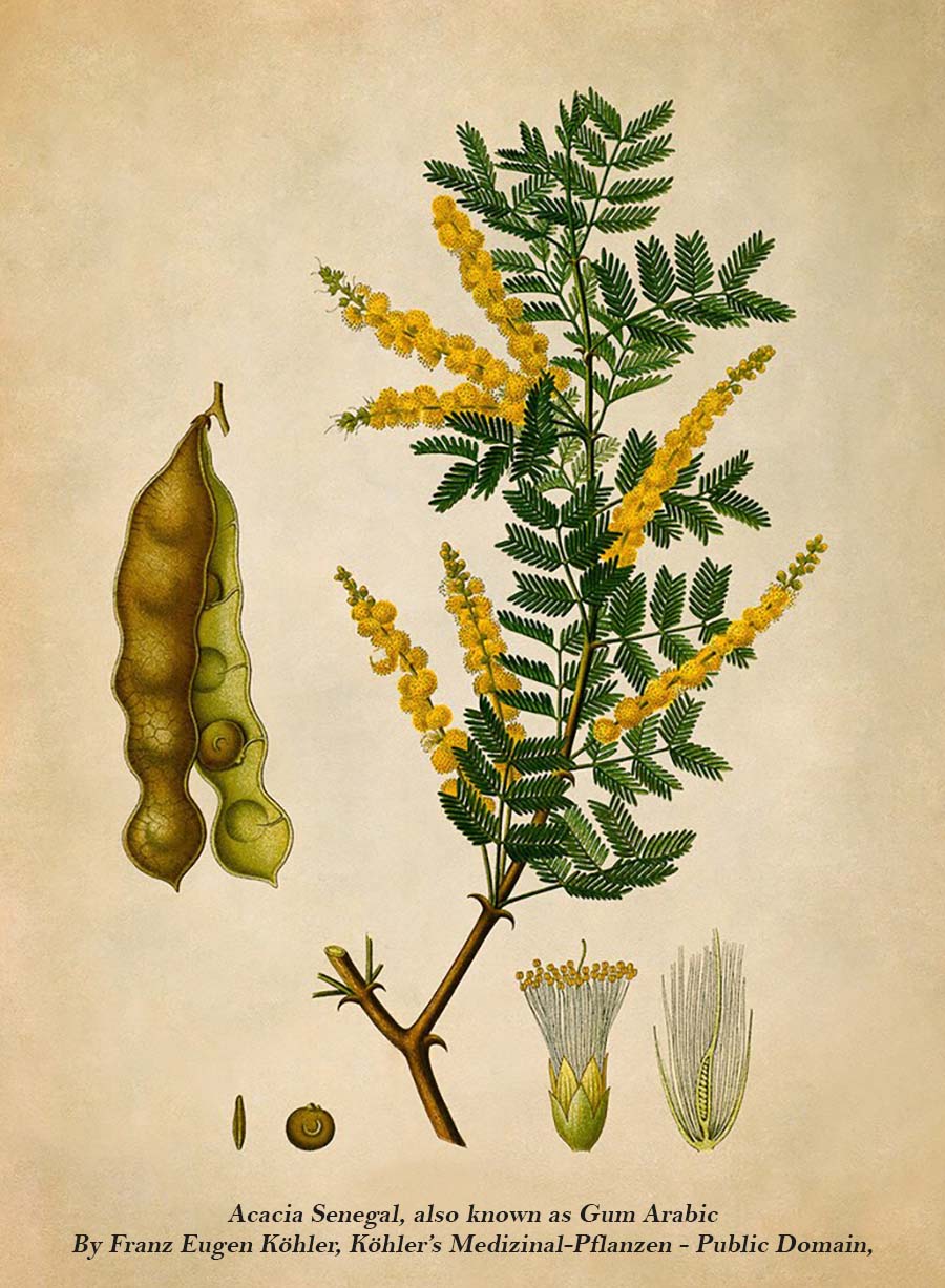 Acacia Illustration